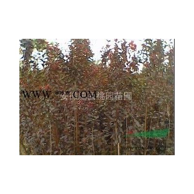紫薇，安徽紫薇，紅花紫薇，叢生紫薇，合肥紫薇，速生紫薇