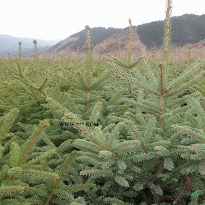 基地批發(fā)2公分天鵝絨紫薇批發(fā)基地 百日紅無病蟲害凍害