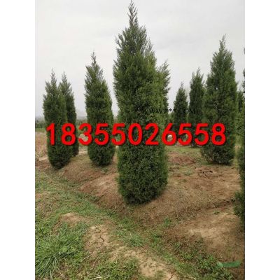 紅楓供應(yīng)/紅楓圖片