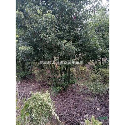 安徽肥西紅花紫薇