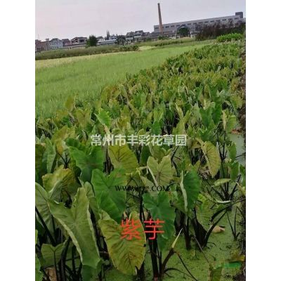 優(yōu)質(zhì)特價(jià)江蘇常州叢生紅冠紅楓產(chǎn)地直銷