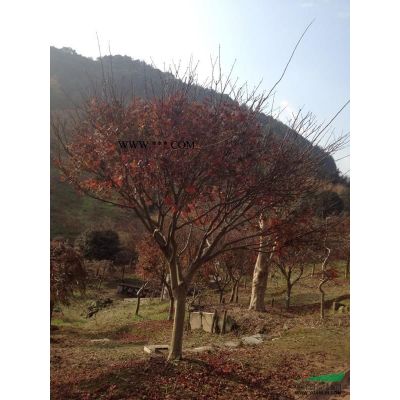 12公分紅楓批發(fā)價(jià)格 精品紅楓基地直銷價(jià)格便宜