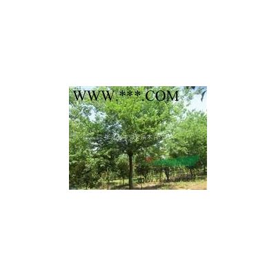 從生紫薇從生紅花紫薇