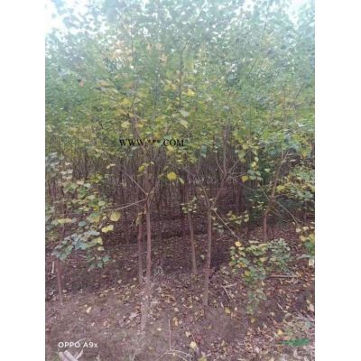 紫薇行情報價\紫薇圖片展示