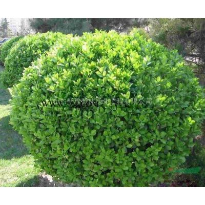 山東昌邑供應嫁接銀杏15-22cm