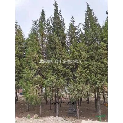 銷售側(cè)柏樹(shù)和銀杏樹(shù)