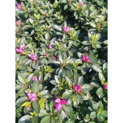 湖南木芙蓉，芙蓉花，紫薇綠化苗木基地