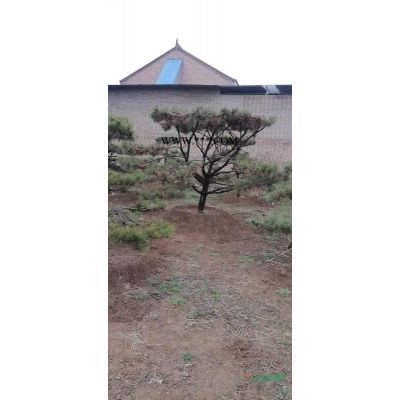 4公分紫薇價(jià)格，山西運(yùn)城精品紫薇價(jià)格，紫薇近期市場