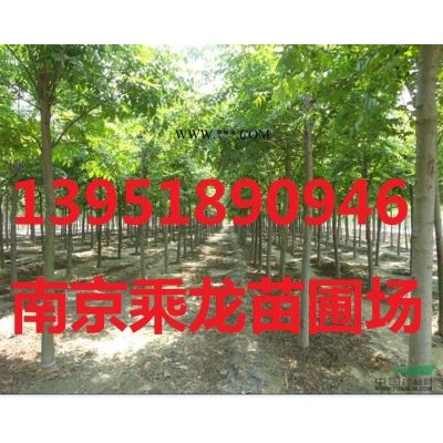 8公分紅楓 8公分紅楓價格產地直銷