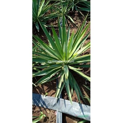 沭陽馬褂木產(chǎn)地 馬褂木小苗多少錢一株 價(jià)格表圖片