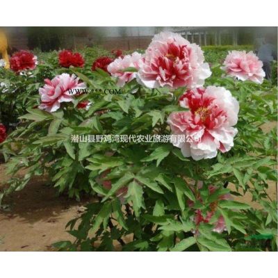 晚秋楓葉飄-美國紅楓