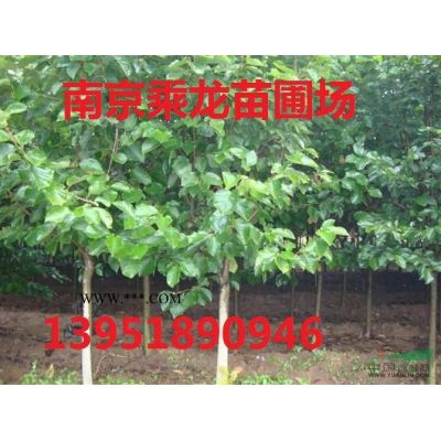 16公分馬褂木.17公分馬褂木.18公分馬褂木價格多少錢