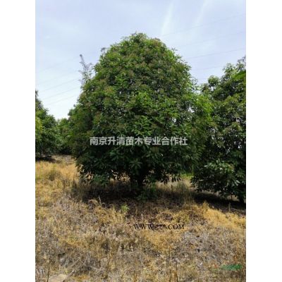 美國(guó)紅楓北美楓香