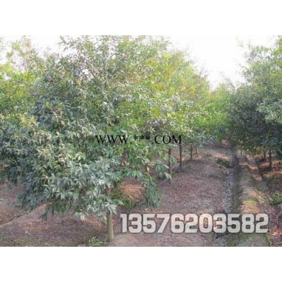 優(yōu)良馬褂木