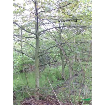 江西九江馬褂木