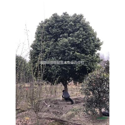 四川成都紅楓基地1-8公分樹形好一手貨源紅楓價格