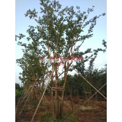 長興瑞盛苗木專業合作，優惠專供多枝樸樹，多枝烏桕，多枝紫薇..