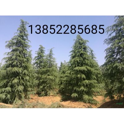 12公分13公分馬褂木價(jià)格