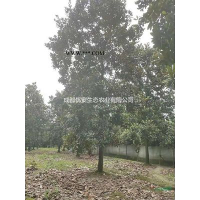 成都美國紅楓低價格便宜農戶直銷5公分8公分10公分15公分