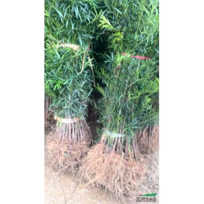 紫薇造型報價/廣西紫薇造型報價