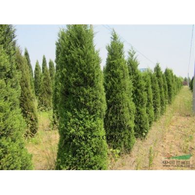 2019紅葉李新報價 價格 圖片 產地供應