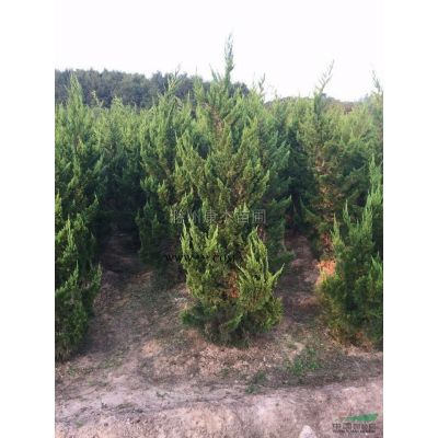 紫薇，安徽紫薇，精品紫薇，紫薇價格