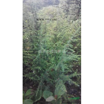 紅花紫薇，紅花紫薇價格，紅花紫薇苗圃價格*低