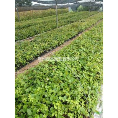 2021年福建紫葉李 漳州紅葉李 漳州紫葉李新報價   米徑5-12公分 價格350元-1500元