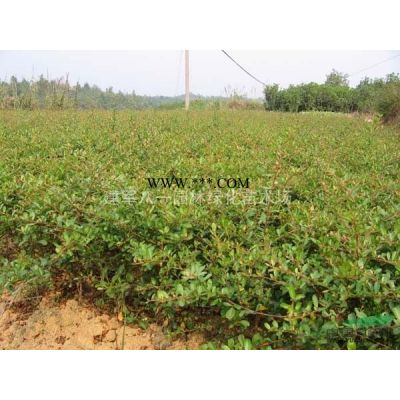 急售12-14公分欒樹