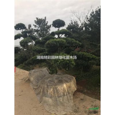 湖南造型羅漢松，造型紅繼木樁，造型榆樹，造型女貞，紫薇價格