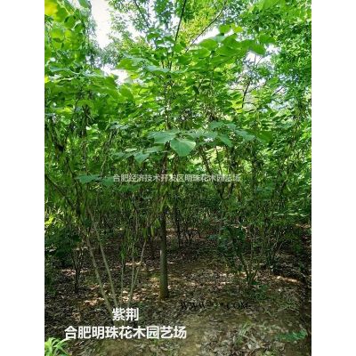安徽紅葉李3批發(fā)/供應(yīng)