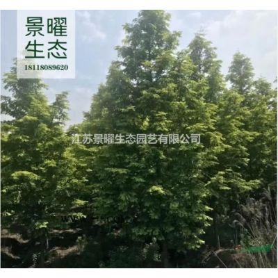 雪松的產地在哪里/哪里便宜/江蘇景曜生態基地直銷批發價格圖片