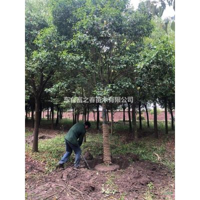 江蘇欒樹價格 東臺黃山欒樹產地 欒樹供應商 精品欒樹