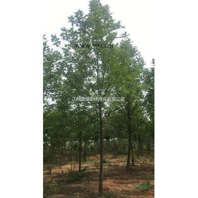 江西無患子小苗價格，欒樹小苗價格