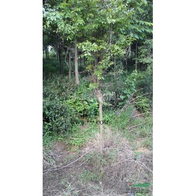 紅葉李價格，紅葉李價格哪里便宜，紅葉李價格哪里優惠