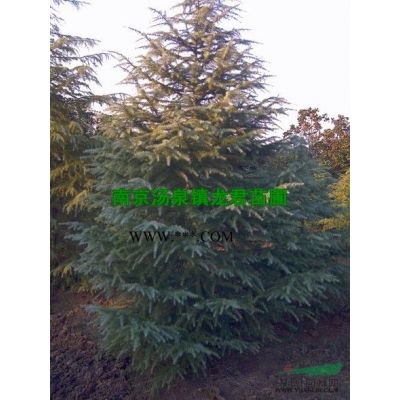 新21年黃山欒樹行情價格，低售價