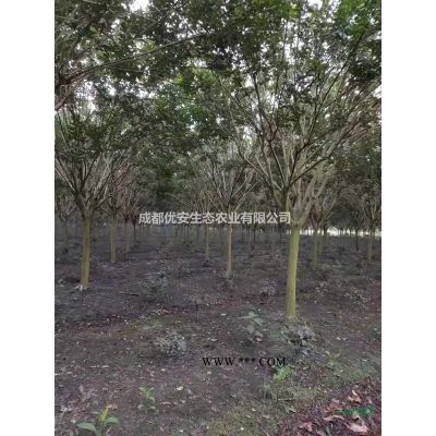 成都欒樹搖錢樹價格低便宜10公分15公分20公分農(nóng)戶直銷