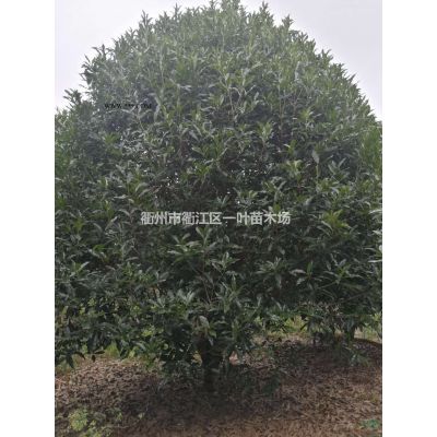 浙江供應叢生無患子 衢州叢生無患子規格*