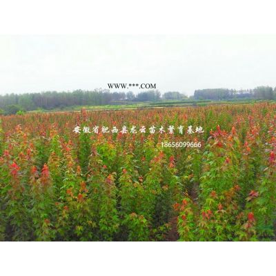 安徽櫸樹(shù)-肥西櫸樹(shù)基地-櫸樹(shù)價(jià)格-櫸樹(shù)3-15公分供應(yīng)