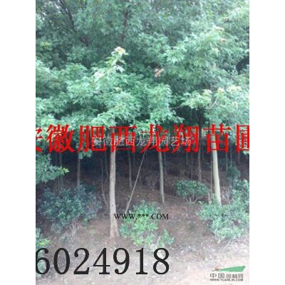 供應國槐、紅葉李、無患子、榔榆、樸樹