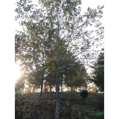 浙江長興彭氏景觀綠化苗木基地供應無患子