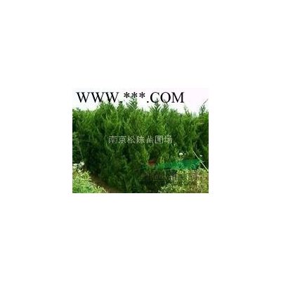 25公分優質櫸樹報價供應10-20公分叢生櫸樹