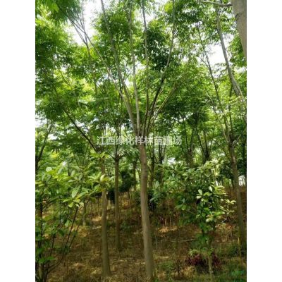 江西櫸樹基地，江西櫸樹小苗，九江櫸樹供應