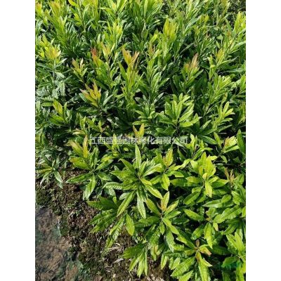 盛強園林無患子小苗批發無患子小苗