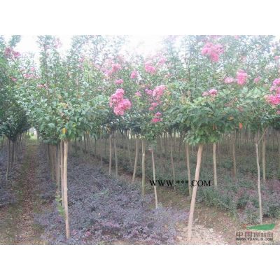 供應樸樹、櫸樹、烏桕、杜仲、雪松苗木