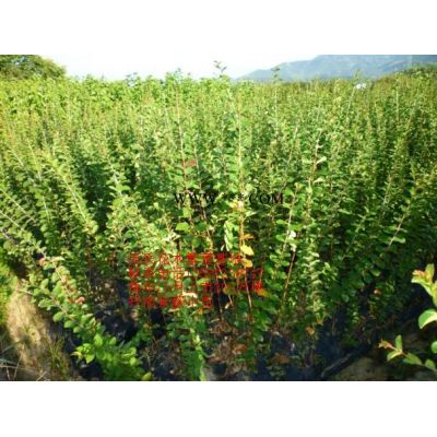 浙江無(wú)患子