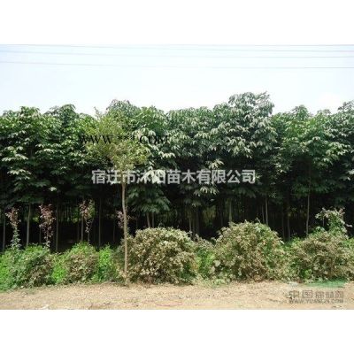 樸樹(shù)價(jià)格_樸樹(shù)圖片_樸樹(shù)產(chǎn)地_樸樹(shù)綠化苗木苗圃基地