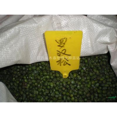 櫻花供應/櫻花圖片