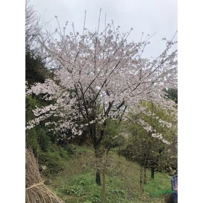 四明山直銷紅楓2-30公分、櫻花3-35公分，