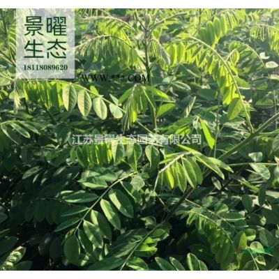 江蘇景曜生態(tài)基地/供應(yīng)/日本晚櫻/日本櫻花/櫻花/報(bào)價(jià)/圖片